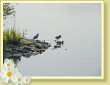Rieulay_01.09.2011 (1)